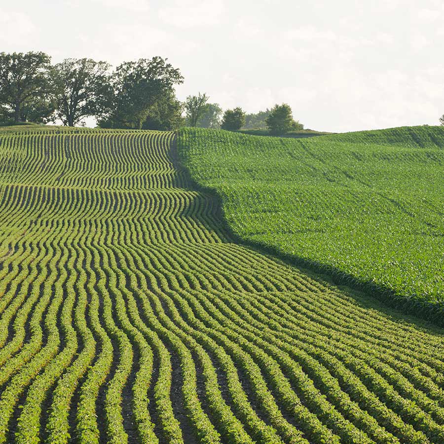 Stbiologicals Field Corn And Soybeans Square.jpg