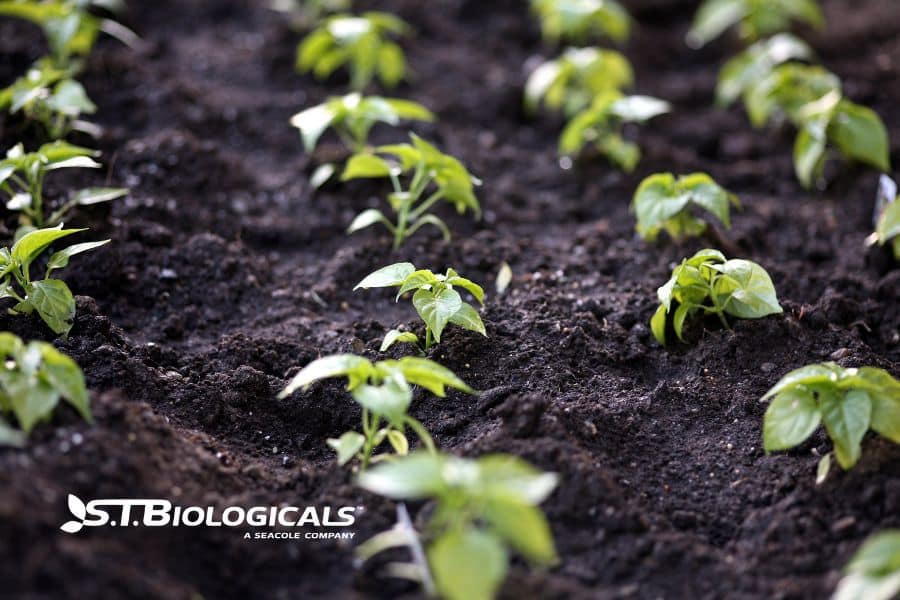 How Iron Affects Soil Health and Plant Growth_st biologicals